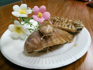 Illustration for article titled Would You Like Some Grotesque Sea Bugs? To Eat?